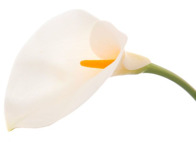 Цветок каллы - очень похож на выход стеклянной трубки Lily Pipe