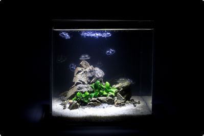 /images/product_images/info_images/akvarium-daquarium_3.jpg