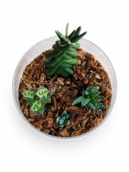 /images/product_images/info_images/jekskljuzivnyj-avtorskij-phlorarium-aqua-tech-exclusive-florarium-fl003_2.png