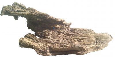 /images/product_images/info_images/korjaga-0016_1.jpg