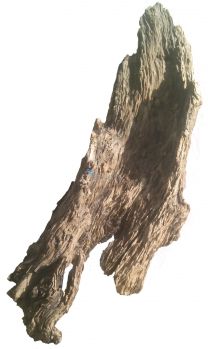 /images/product_images/info_images/korjaga-0016_5.jpg