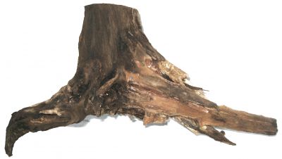 /images/product_images/info_images/korjaga-0057_2.jpg