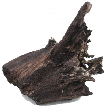 /images/product_images/info_images/korjaga-0071_5.jpg