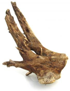 Коряга 0092