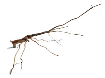 /images/product_images/info_images/korjaga-dlja-akvariuma---naturalnaja-prirodnaja-dekoracija-0217_1.jpg