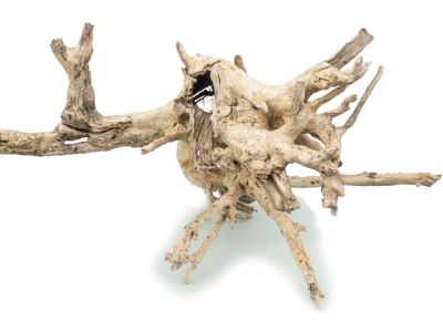 /images/product_images/info_images/korjaga-v-akvarium--terrarium---naturalnaja-prirodnaja-dekoracija-0265_4.jpg
