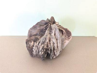 /images/product_images/info_images/korjaga-v-akvarium--terrarium---naturalnaja-prirodnaja-dekoracija-0312_2.jpg