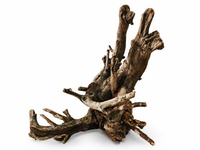 /images/product_images/info_images/korjaga-v-akvarium--terrarium---naturalnaja-prirodnaja-dekoracija-0365_3.png