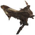 Коряга 0035